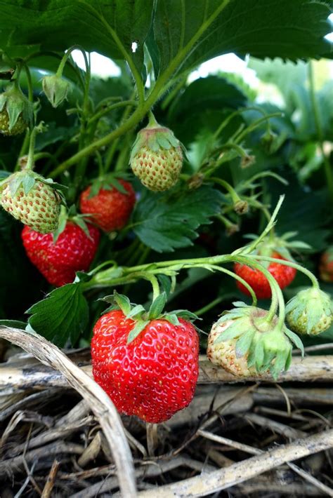 Remonterande jordgubbar sorter